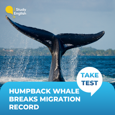 HUMPBACK WHALE BREAKS MIGRATION RECORD